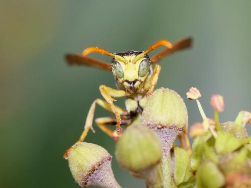 Polistes dominula