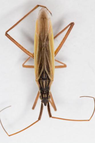 Réf. 151 041 : Notostira sp.