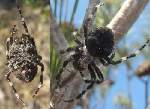 Araneus angulatus