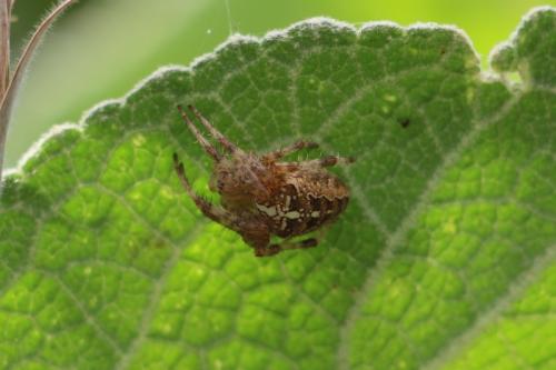 Araneus diadematus