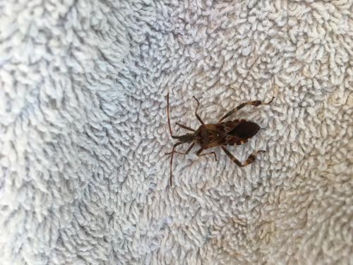 Leptoglossus occidentalis