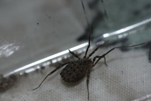 Homalenotus buchneri