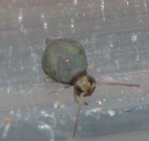 Bourletiella viridescens