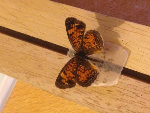 Phyciodes tharos