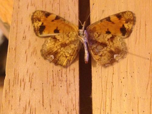 Phyciodes tharos