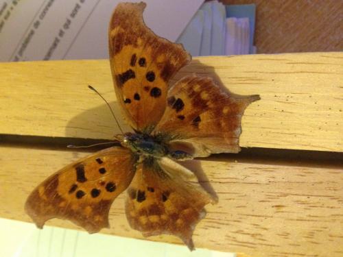 Réf. 151 251 : Polygonia interrogationis