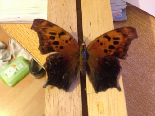 Réf. 151 253 : Polygonia interrogationis