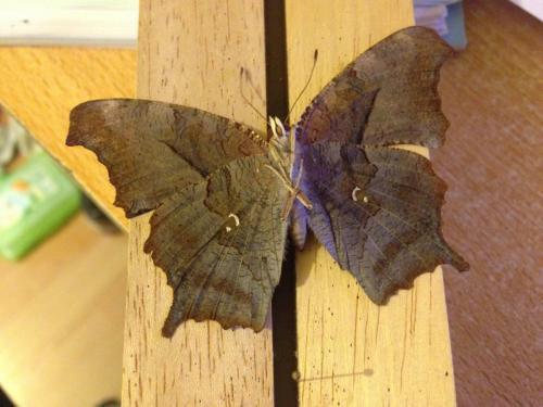 Réf. 151 254 : Polygonia interrogationis