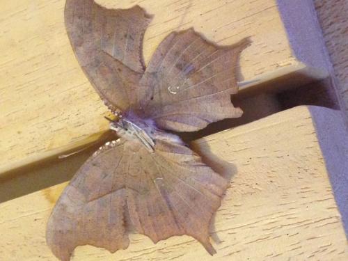 Réf. 151 279 : Polygonia interrogationis