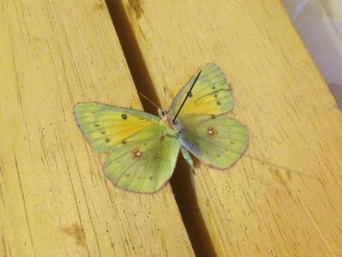 Colias eurytheme