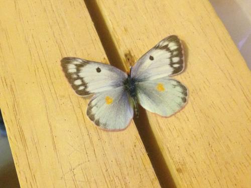 Réf. 151 592 : Colias eurytheme