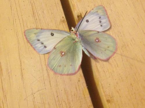Colias eurytheme