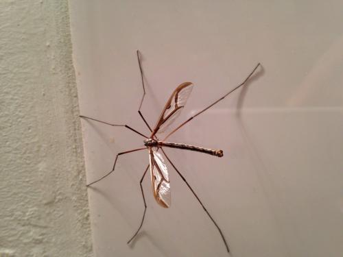 Pedicia rivosa