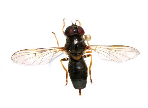Réf. 151 788 : Cheilosia scutellata