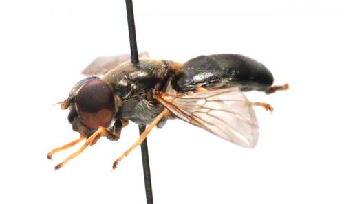 Réf. 151 789 : Cheilosia scutellata