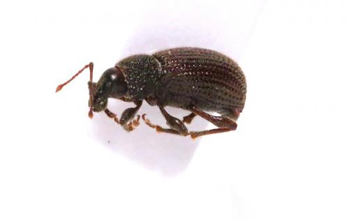 Otiorhynchus rugosostriatus