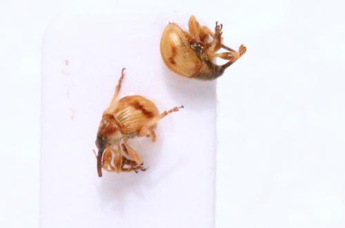Réf. 151 792 : Corimalia tamarisci