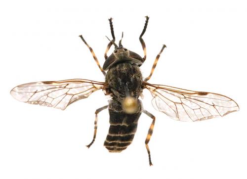 Réf. 151 795 : Haematopota pluvialis