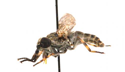 Haematopota pluvialis