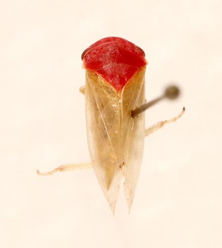 Iassus scutellaris