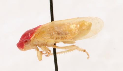 Iassus scutellaris