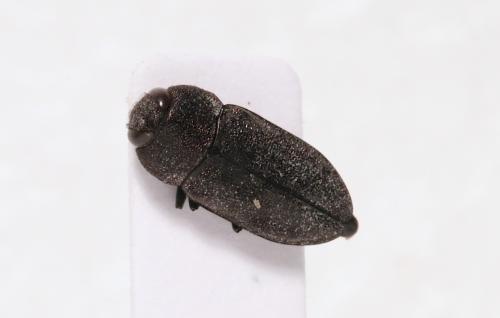Anthaxia sepulchralis