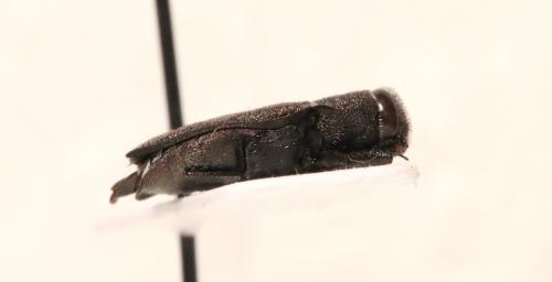 Anthaxia sepulchralis