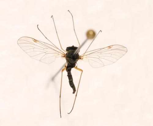 Chrysopilus sp.