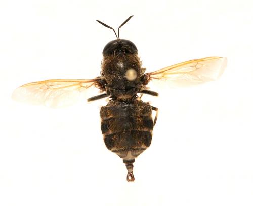 Stratiomys longicornis