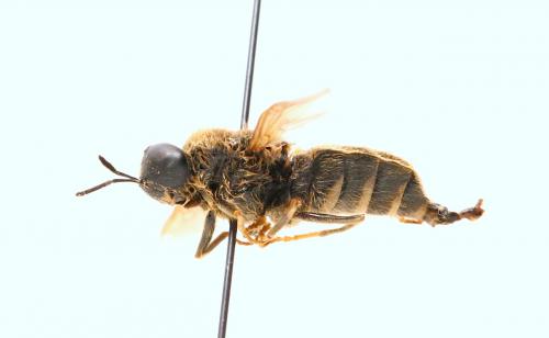 Stratiomys longicornis