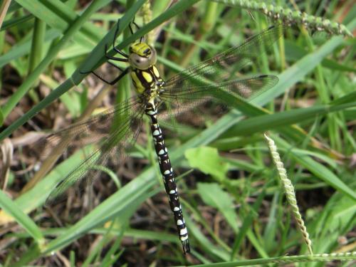 Aeshna cyanea