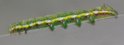 Réf. 151 160 : Pheosia tremula