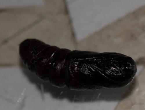 Réf. 151 494 : Pheosia tremula