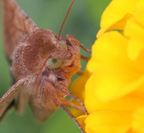 Helicoverpa armigera