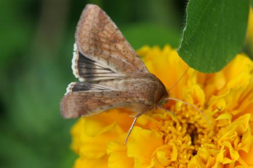Helicoverpa armigera