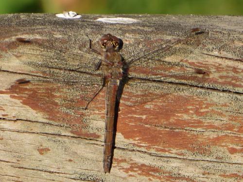 Sympetrum sanguineum
