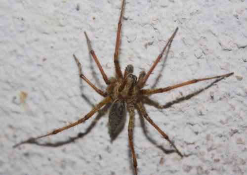Agelena labyrinthica