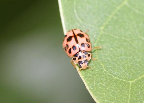 Réf. 151 072 : Oenopia conglobata