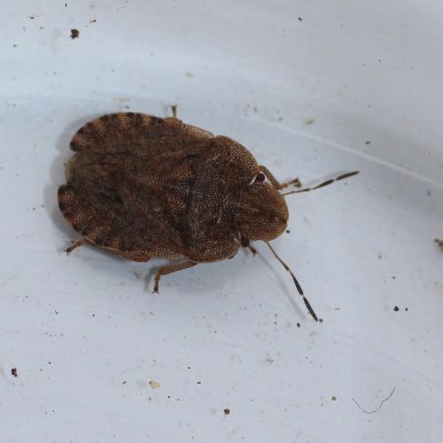 Sciocoris homalonotus