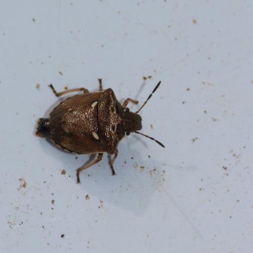 Réf. 151 532 : Eysarcoris aeneus