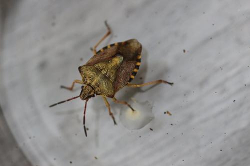 Carpocoris purpureipennis