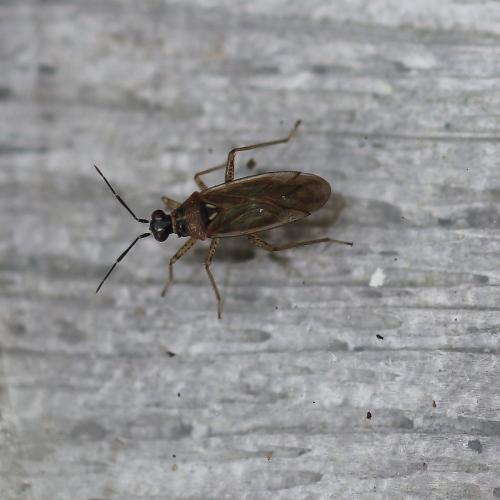 Réf. 151 873 : Dicyphus globulifer
