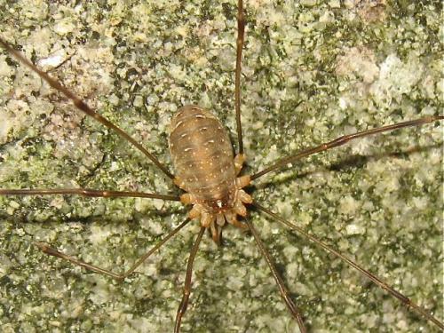 Réf. 151 071 : Opilio canestrinii