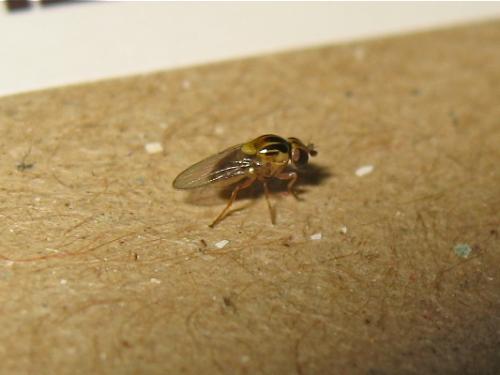 Réf. 151 009 : Thaumatomyia notata