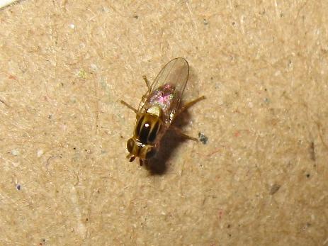 Réf. 151 010 : Thaumatomyia notata