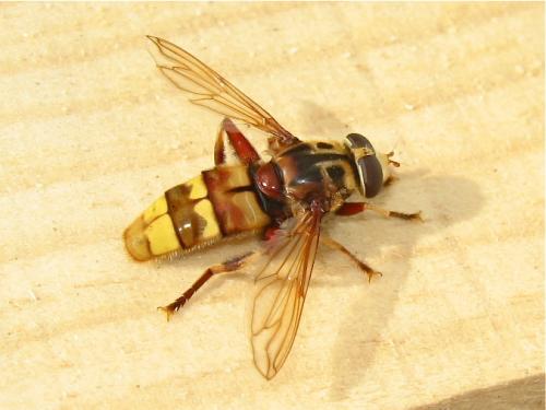 Réf. 151 003 : Milesia crabroniformis