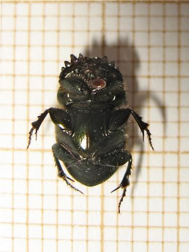 Réf. 151 138 : Onthophagus sp.