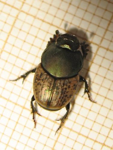 Réf. 151 185 : Onthophagus sp.