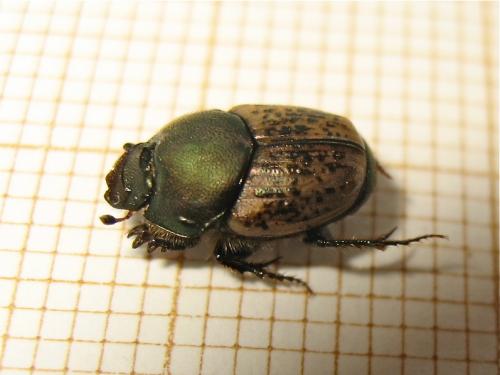Réf. 151 186 : Onthophagus sp.