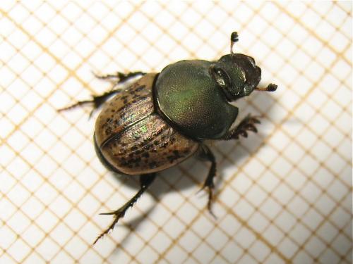 Réf. 151 137 : Onthophagus sp.